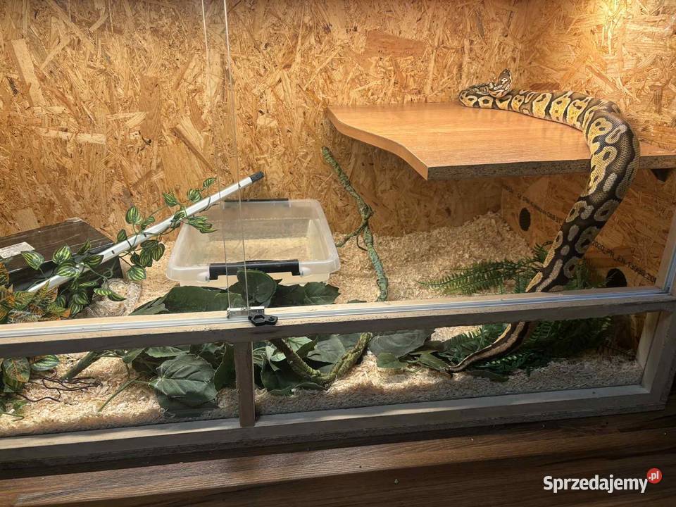 Pyton królewski z terrarium Nowy Sącz