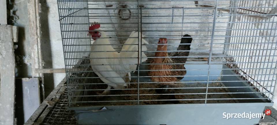 Kury karzełki liliputy