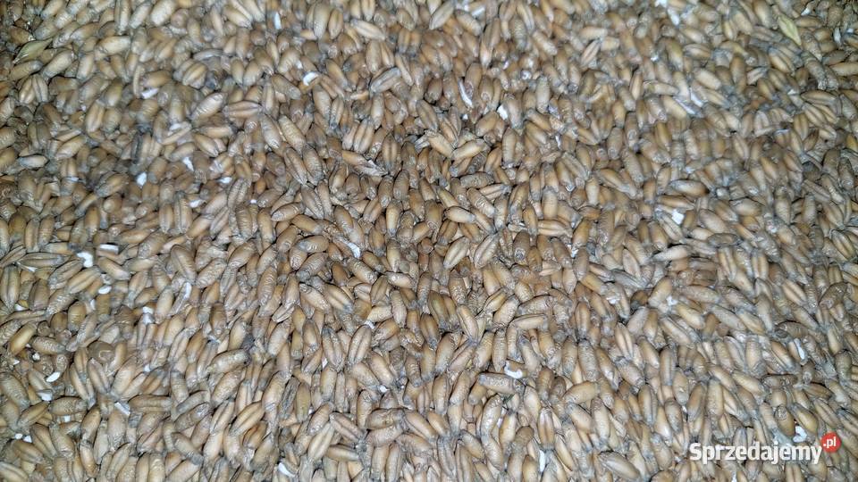 Sprzedam pszenżyto Mikstat