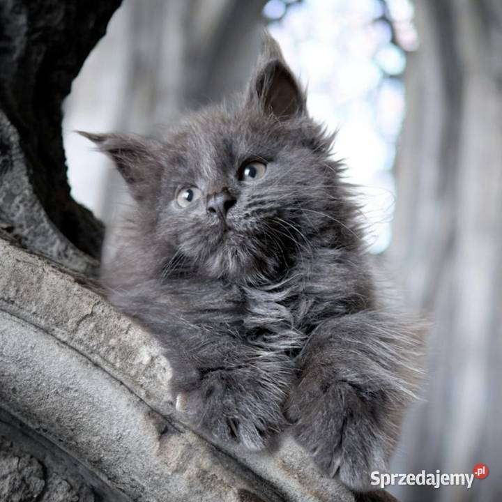 Maine Coon kocięta
