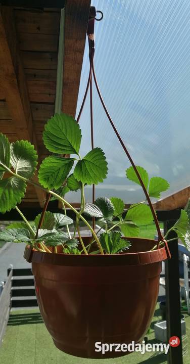 Doniczki wiszące fi20 20 CEGLASTE Doniczka Siewierz sprzedam