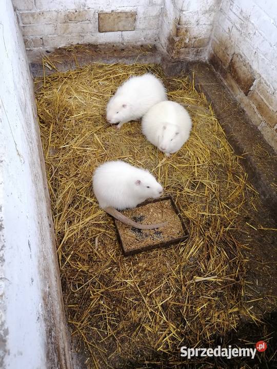 Sprzedam nutrie Dębe Wielkie