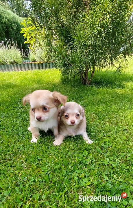 Chihuahua długowłosa szczeniaki Tarnów