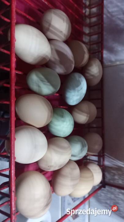 Kurczaki kilkudniowe tygodniowe rasa mieszana Antonin