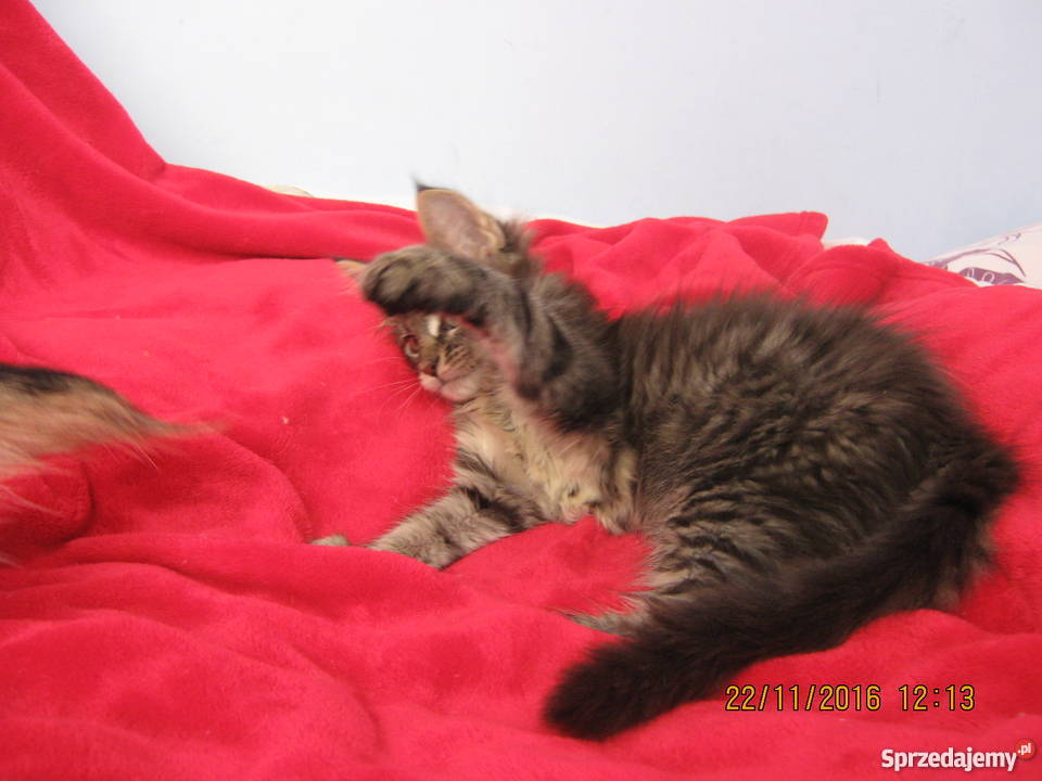Prześliczny Duży kocurek Maine Coon FPL