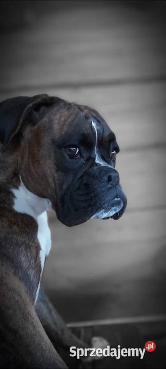 Szczeniaki bokser szukają nowego domu Dąbrowa Białostocka