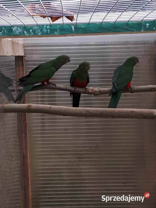 Papugi królewskie (Szkarłatki) 23r