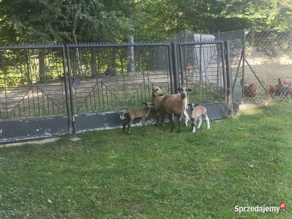 Owce kameruńskie Przydonica