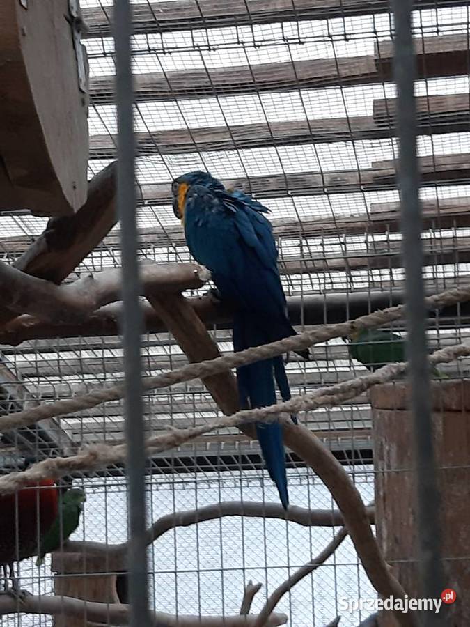 Papuga Ara Ararauna Mizerów sprzedam