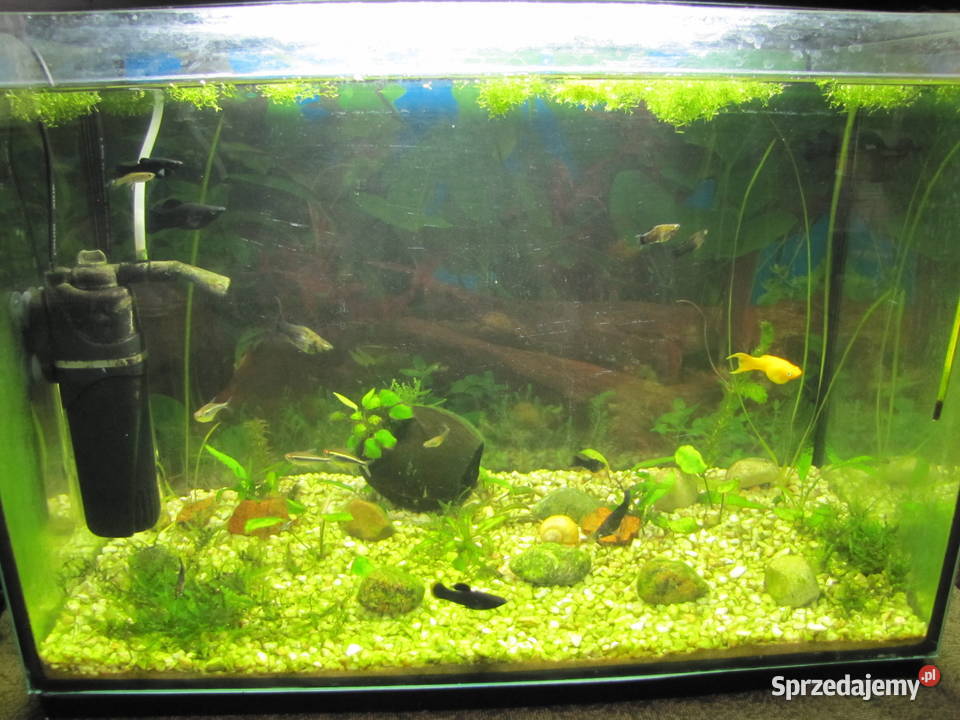 Akwarium 72 l z obsadą Toruń sprzedam