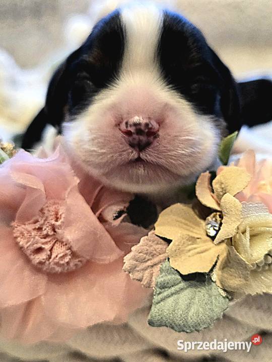 Piesek przebadanych genetycznie rodzicach Nowy Sącz