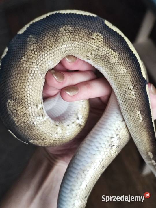 Wąż Pyton królewski GHI BlackHead Phantom Python Warszawa