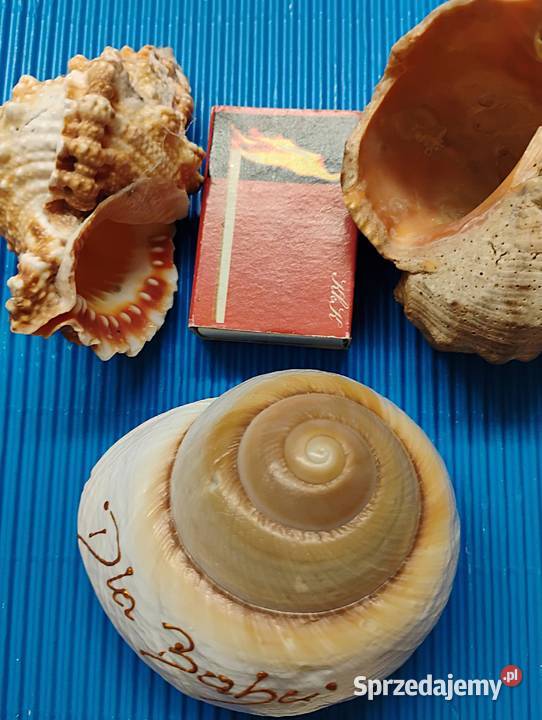 duży zestaw muszli