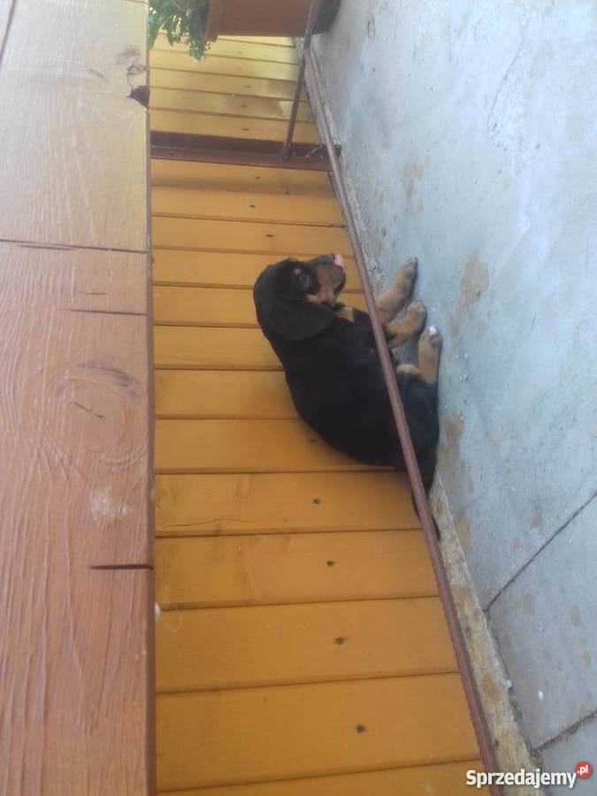 Oddam szczenięta gończy polski Dąbrowa Tarnowska