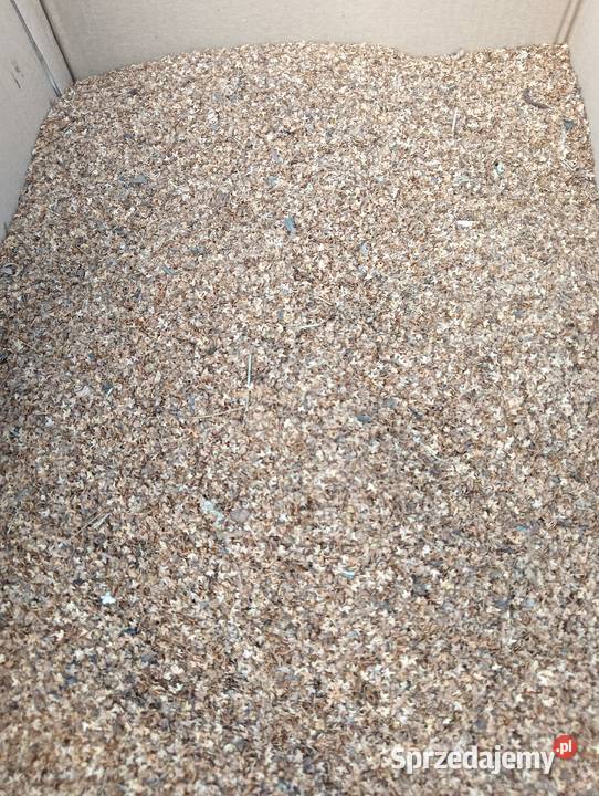 Nasiona Brzozy Jaworzno