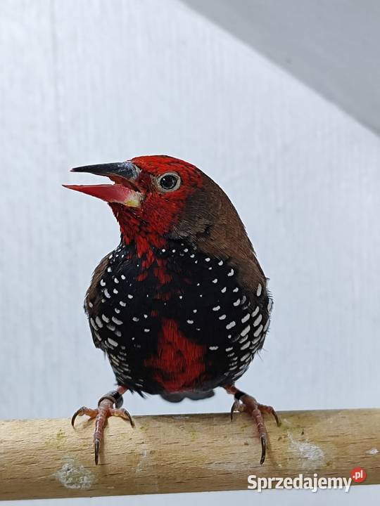 Astryld Malowany Myślenice