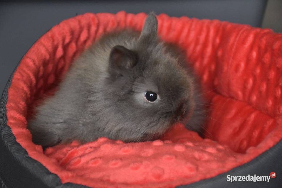 Karzełek rex Miniaturka Mini królik miniaturka Lipno