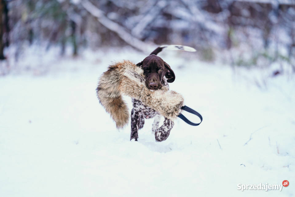 Wyżeł niemiecki krótkowłosy łódzkie