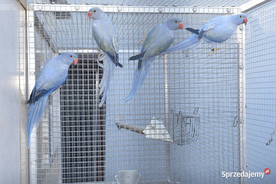 Aleksandretty Obrożne Rybnik sprzedam