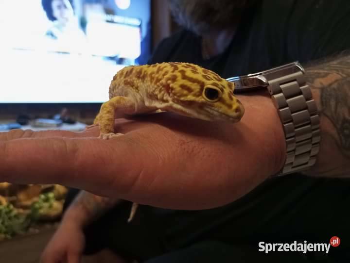 Gekon Lamparci dolnośląskie Wałbrzych