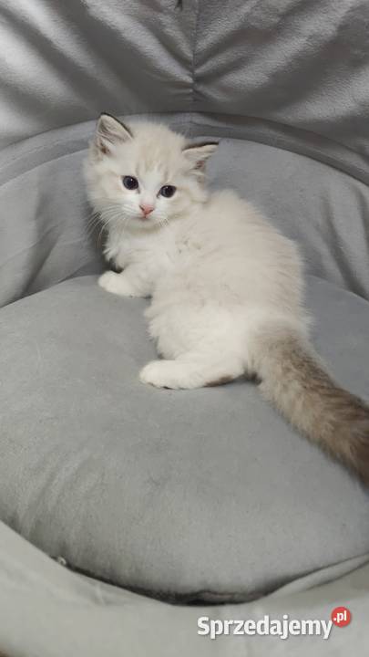 Cudowne kociaki Ragdoll FPL prawdziwy rodowód lubelskie Lublin