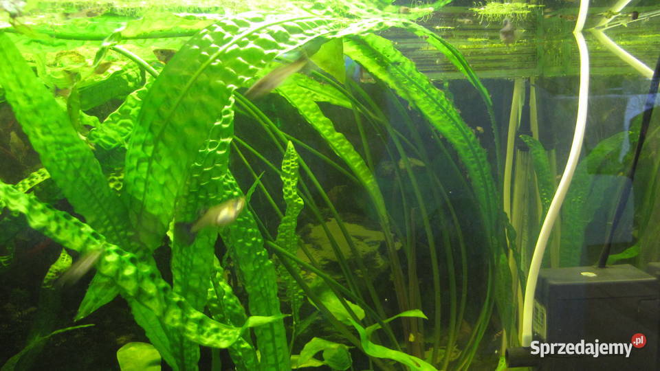 Kryptokoryna karbowana Toruń sprzedam