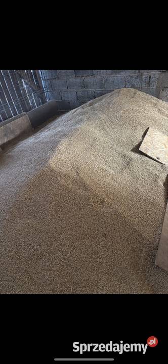 Jęczmień jary zbiór 2025 Gruszów