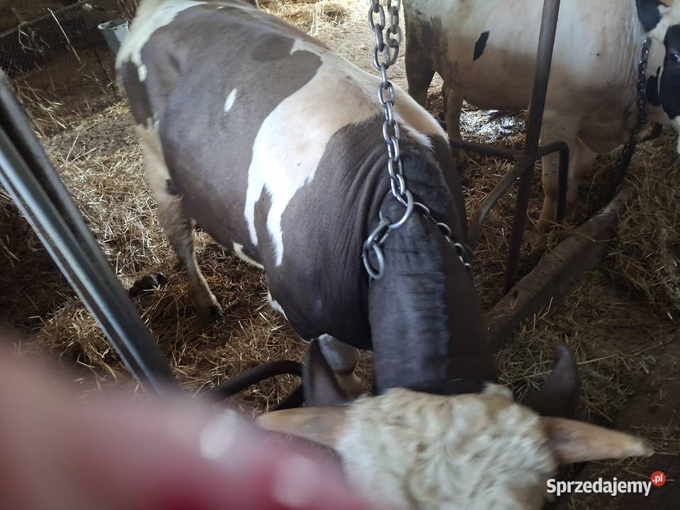 2 byki do dalszego chowu Ozorków
