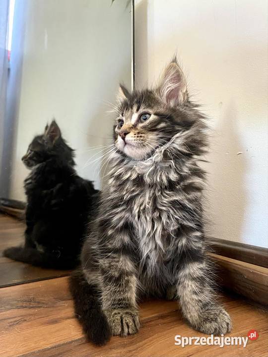 Maine Coon Kot Klasycznie Pręgowany 5 Maine Coon Daleszyce sprzedam