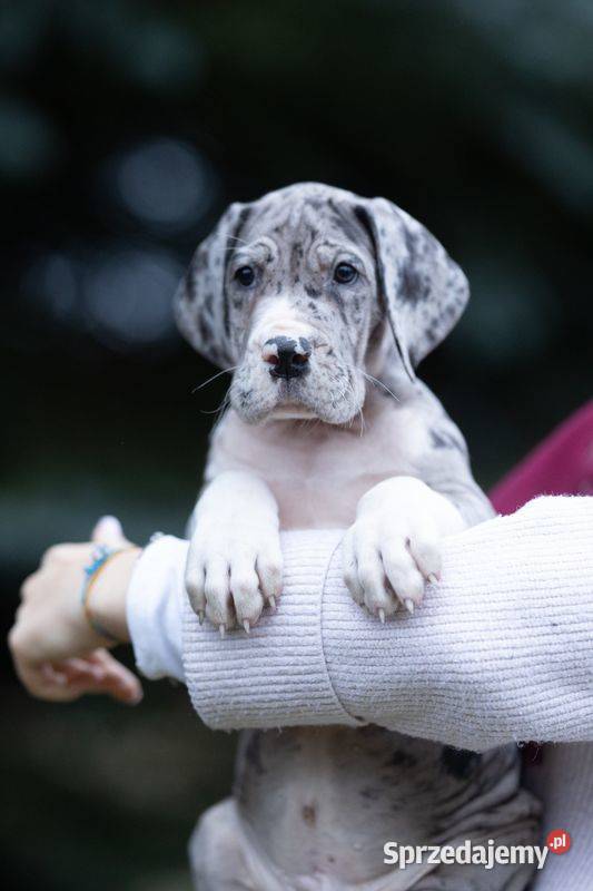 Dog niemiecki samiec merle 10tyg mazowieckie Mszczonów