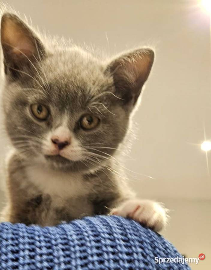 Koty Brytyjskie Lublin