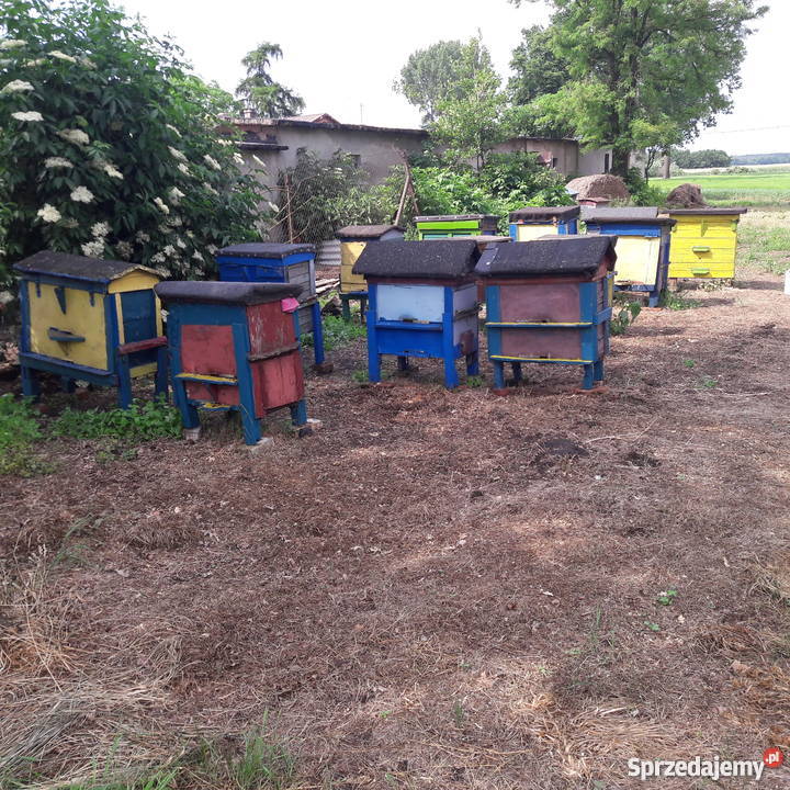 Ule z pszczołami Warszawskie Poszerzane STAN Bydgoszcz