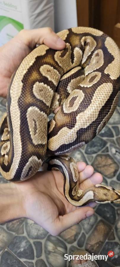 Sprzedam dorosłą samice regiusa phantom fire het Chechło Drugie