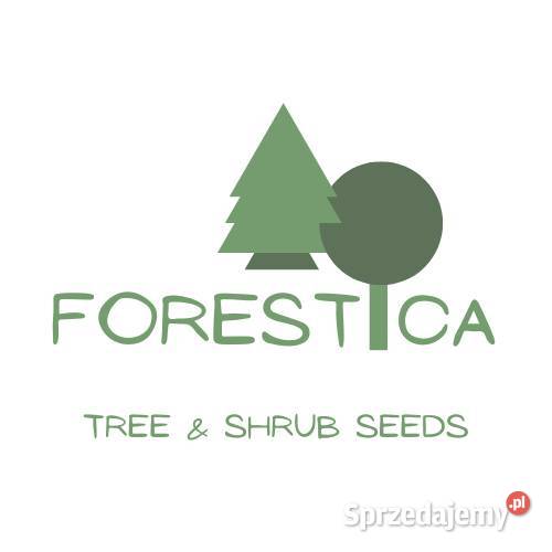 NASIONA Lipa drobnolistna Tilia cordata Puławy