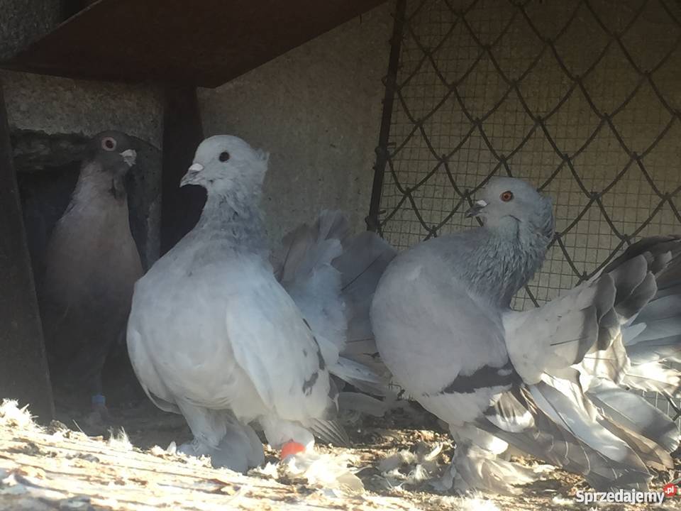 Pawik pawiki indyjskie Zwierzęta Mogilno