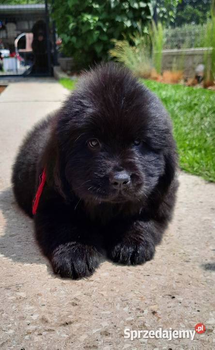 Szczeniaki Nowofundland Wodołaz ZKWP FCI Oborniki sprzedam