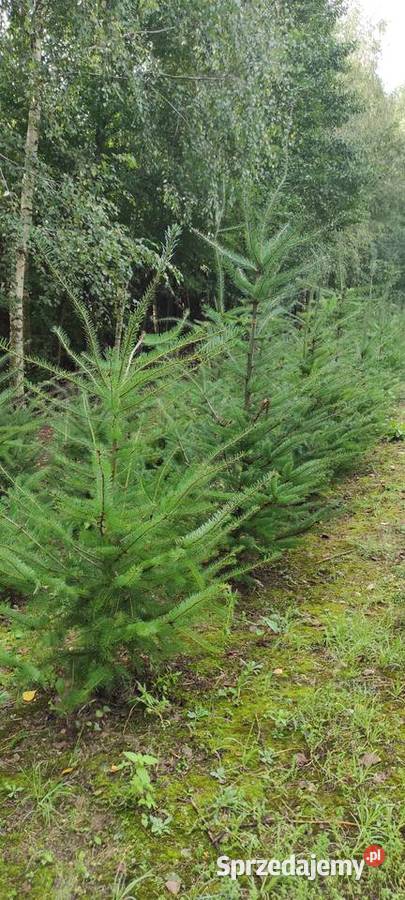 Drzewka iglaste do ogrodu Iglaste kujawsko-pomorskie Służewo-Pole sprzedam