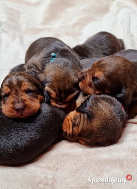 Szczeniak Ogar Polski Biłgoraj