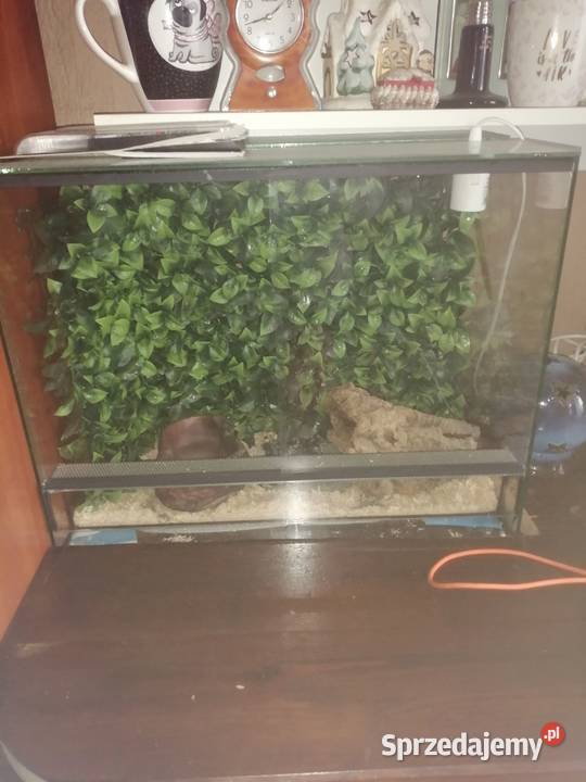 Mam do sprzedania terrarium z wyposażeniem Terrarystyka śląskie Siemianowice Śląskie