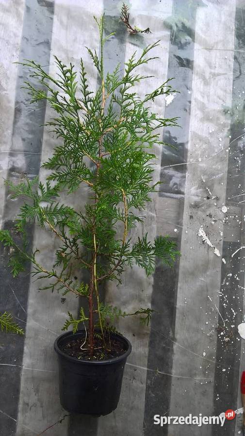 Żywotnik Brabant Najtaniej Mszczonów