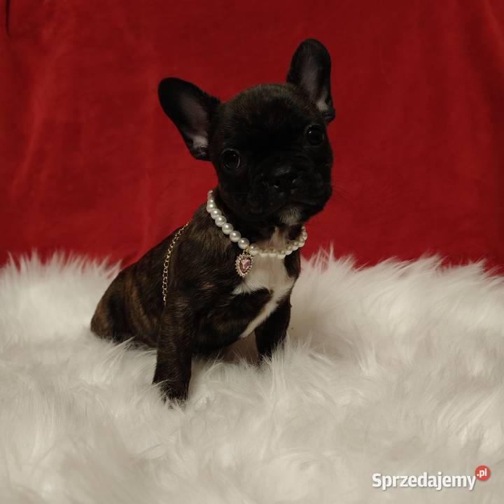 Buldog francuski z genem blue Zakrzów