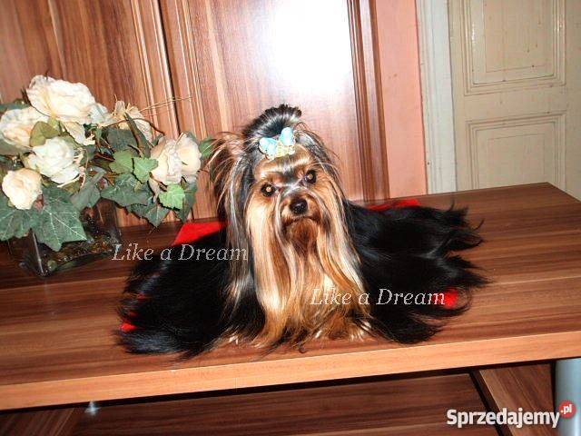 PAPILOTY PSÓW papierowofoliowe 33x12 gumki Działdowo