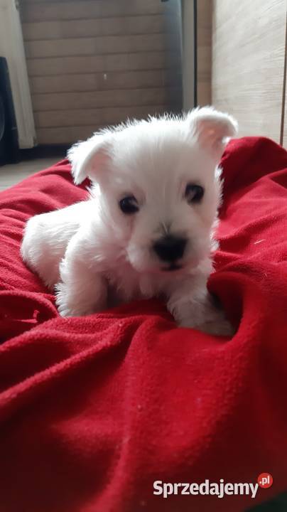West Highland Terrier SPRZEDAM ZAMIENIĘ PSA PSA Proszowice