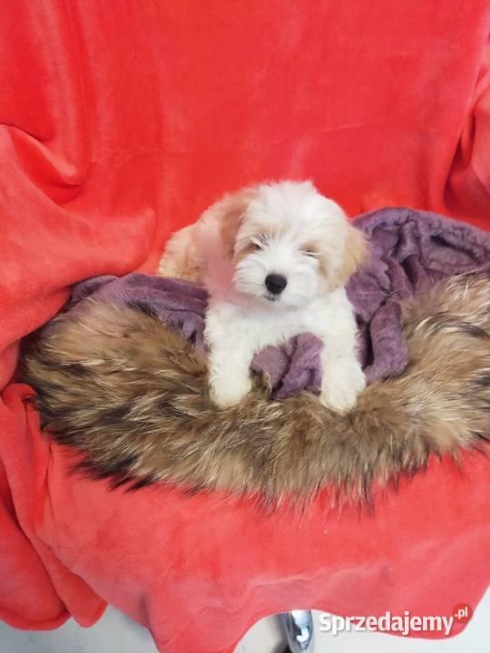 Cukierkowy odchowany Maltipoo Pudel Toy i mazowieckie Warszawa