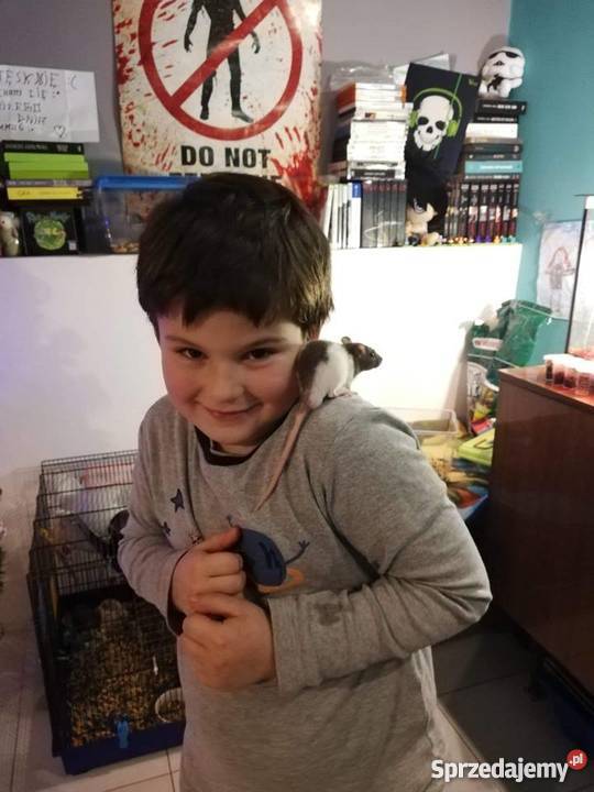 Szczury Szczurki świętokrzyskie