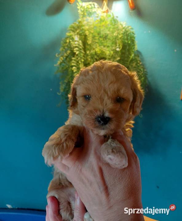 Maltipoo piesek morelowy Wyszków