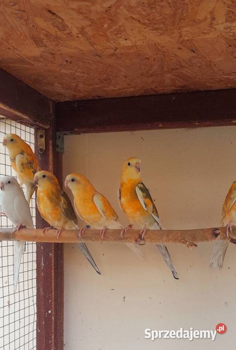 Sprzedam świergotki Ptaki Ostrów Wielkopolski