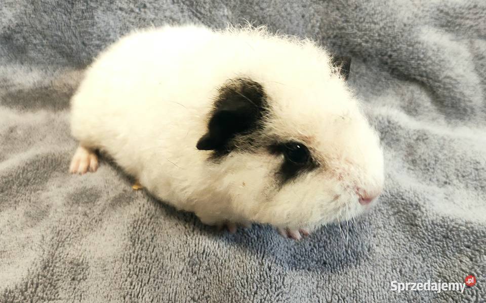 Świnka morska US Teddy z hodowli Sweet Teddy