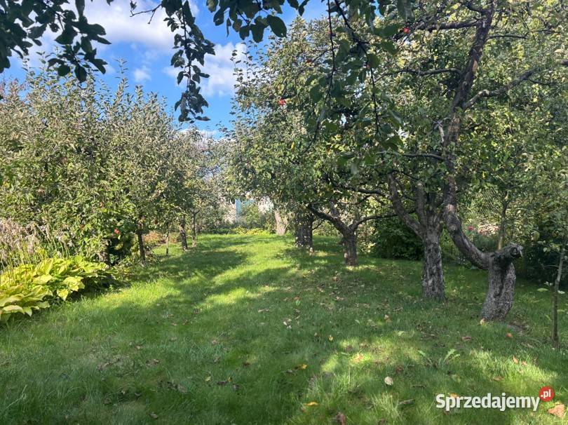 Dom z ogrodem 1 469 m w centrum Ostrowi 7692zł/m2 Ostrów Mazowiecka