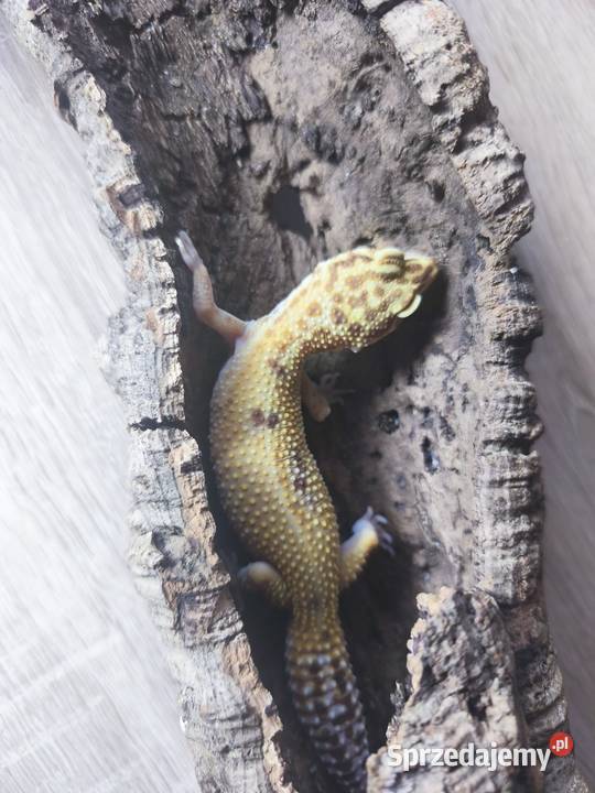 Terrarium z wyposażeniem full 4 Gekony